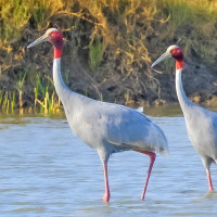 Sarus Crane